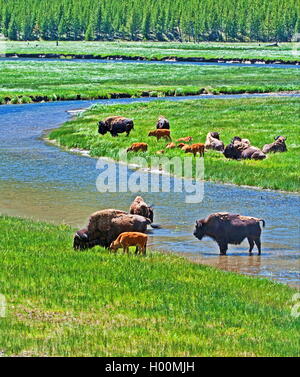 Bisonti americani Buffalo allevamento accanto al fiume nel Parco Nazionale di Yellowstone in Wyoming USA Foto Stock