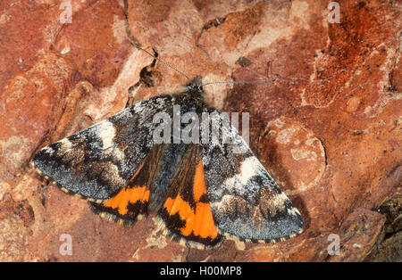 Orange underwing tarma (Archiearis parthenias), sulla corteccia, Germania Foto Stock