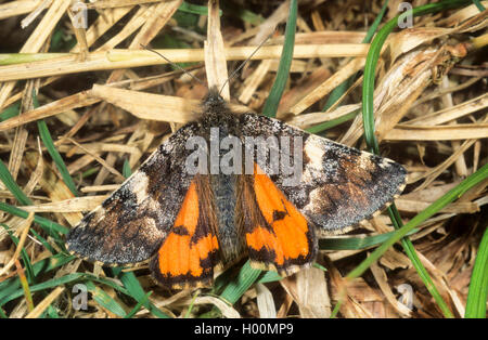 Orange underwing tarma (Archiearis parthenias), sul terreno, Germania Foto Stock