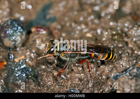 Il fango dauber, fango wasp, Digger wasp (Sceliphron curvatum, Pelopoeus curvatus), raccoglie l argilla per costruire il nido, Germania Foto Stock