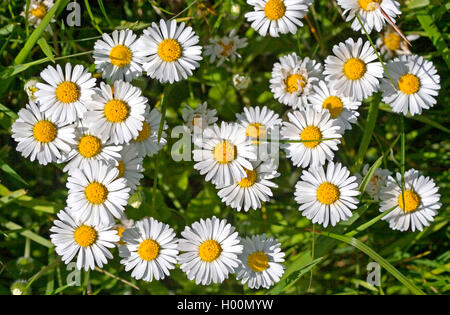 Daisy comune, prato daisy, inglese daisy (Bellis perennis), fioritura, Germania Foto Stock