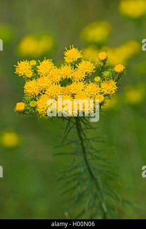 La storia di Riccioli d'oro Aster (Aster linosyris, Galatella linosyris, Crinitaria linosyris), fioritura, Germania Foto Stock