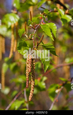 Comune di betulla, argento betulla, bianco europeo betulla, bianco (betulla Betula pendula, betula alba), il ramo con rigogliosi amenti, Germania Foto Stock