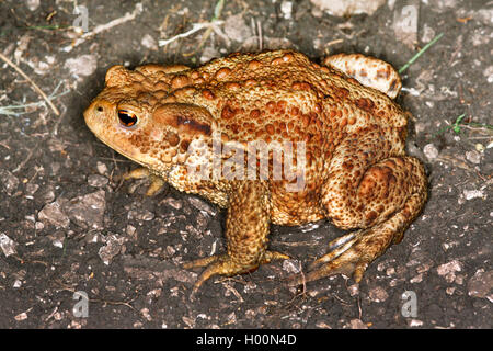 Europeo di rospo comune (Bufo bufo), seduto a terra, vista laterale, Austria Foto Stock