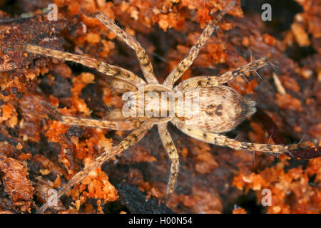 Ronzio spider (Anyphaena accentuata), maschio, Austria Foto Stock