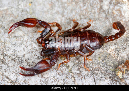 Tedesco (Scorpione Euscorpius Germano), su una pietra, Austria Foto Stock