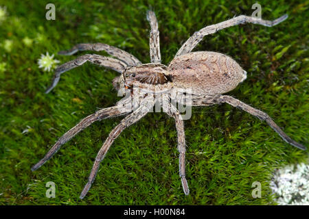 Falso tarantula (Hogna radiata, Lycosa radiata, Tarentula balearica), femmina, Austria Foto Stock