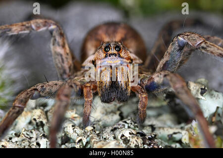 Falso tarantula (Hogna radiata, Lycosa radiata, Tarentula balearica), femmina, Austria Foto Stock