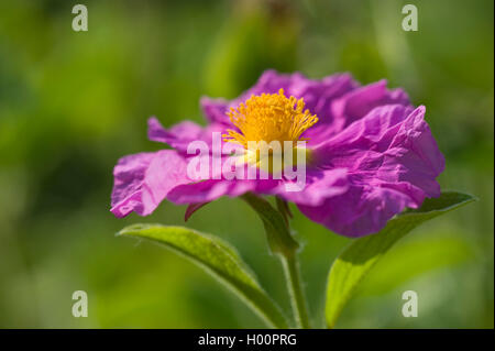 Rosa rock rose (Cistus villosus, Cistus incanus), fiore Foto Stock