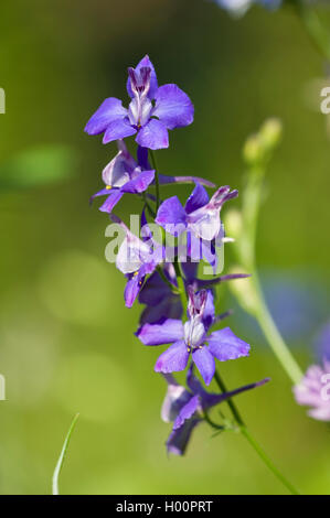 Il fork larkspur, campo larkspur (Consolida regalis, Delphinium consolida), inflorescens, Germania Foto Stock