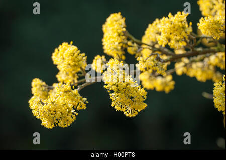 Giapponese corniolo (Cornus officinalis), filiale di fioritura Foto Stock