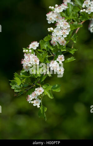 Calycine biancospino (Crataegus rhipidophylla), filiale di fioritura, Germania Foto Stock