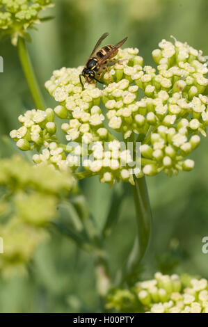 Samphire, Rock samphire, il finocchio di mare, Sea-Fennel, Seafennel (Crithmum maritimum), blloming con wasp, Vespula germanica Foto Stock