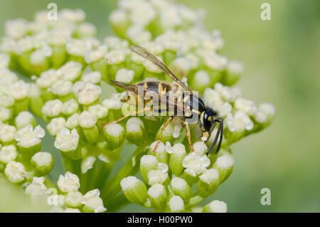 Samphire, Rock samphire, il finocchio di mare, Sea-Fennel, Seafennel (Crithmum maritimum), blloming con wasp, Vespula germanica Foto Stock