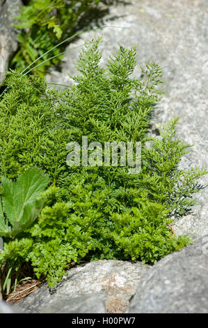 Prezzemolo fern (Cryptogramma crispa), in una crepa di pietra, Svizzera,  Furkapass Foto Stock