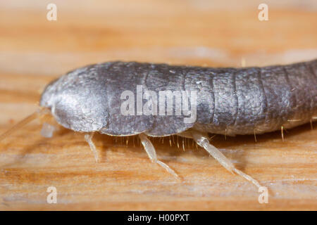 Silverfish (Lardoglyphus saccharina), ritratto di testa e torace, Germania Foto Stock