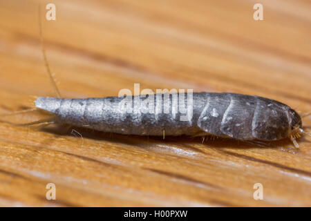 Silverfish (Lardoglyphus saccharina), sul pavimento, Germania Foto Stock