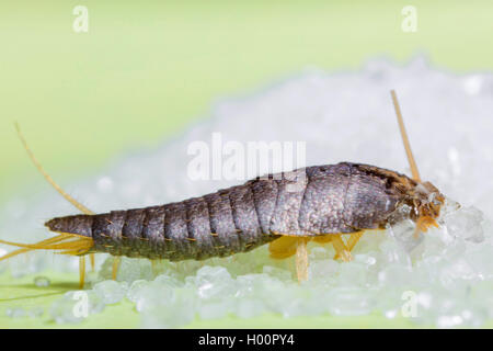 Silverfish (Lardoglyphus saccharina), alimenta lo zucchero, Germania Foto Stock