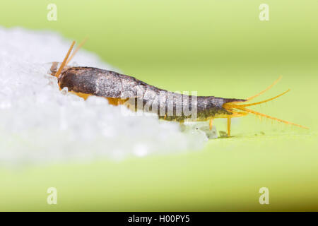 Silverfish (Lardoglyphus saccharina), alimenta lo zucchero, Germania Foto Stock