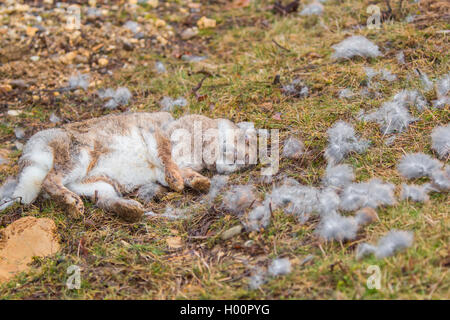 Coniglio europeo (oryctolagus cuniculus), prelevato da un uccello da preda, Germania Foto Stock