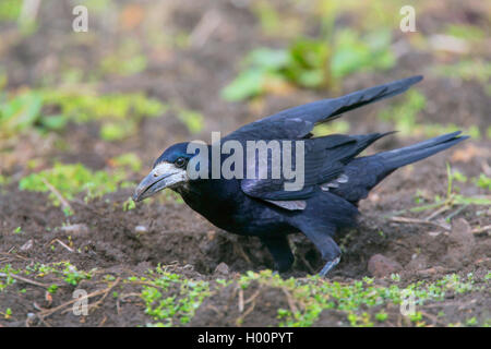 Rook (Corvus frugilegus), la ricerca di cibo su un acro, vista laterale, Germania Foto Stock