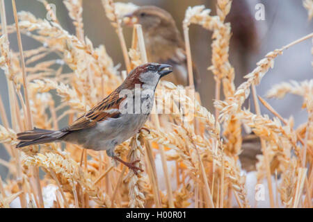 Casa passero (Passer domesticus), in un wheatfield, in Germania, in Baviera, Niederbayern, Bassa Baviera Foto Stock