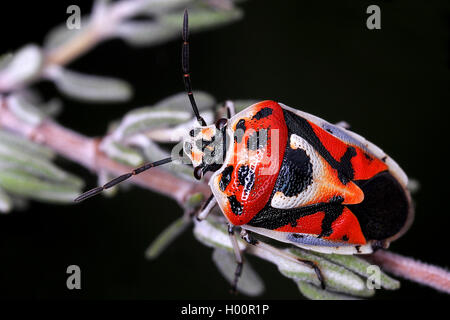 Cavolo ornati bug (Eurydema ornata, Eurydema ornatum) su uno stelo, Francia Foto Stock