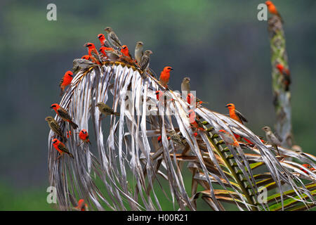 Madagascan fody rosso (Foudia madagascariensis), gregge su un essiccato palm frond, accoppiamento stagione, Seicelle Foto Stock