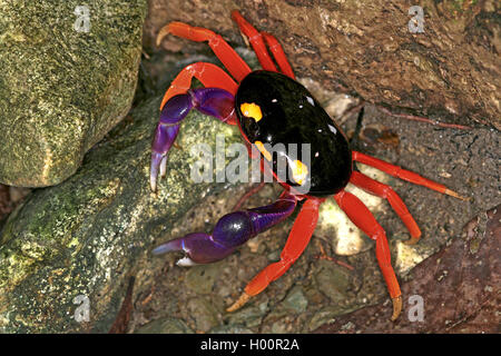 Terra rossa del granchio whitespot granchio, halloween crab, luna granchio, halloween luna granchio, mouthless granchio, arlecchino granchio terrestre (Gecarcinus quadratus), su una roccia, Costa Rica Foto Stock