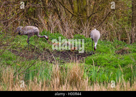 Comune, Gru Gru eurasiatica (grus grus), partens con pulcini, Germania Foto Stock