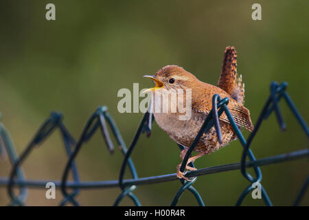 Winter wren (Troglodytes troglodytes), si siede su un recinto di canto, Germania Foto Stock