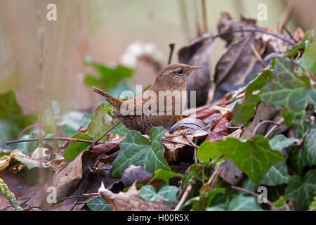 Winter wren (Troglodytes troglodytes), siede su Ivy, in Germania, in Baviera, Niederbayern, Bassa Baviera Foto Stock