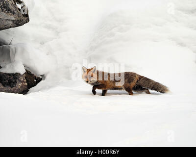 Red Fox (Vulpes vulpes vulpes), Fox passeggiate nella neve, l'Italia, il Parco Nazionale del Gran Paradiso Foto Stock