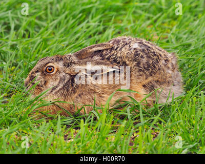 Lepre europea, Marrone lepre (Lepus europaeus), anatre in un prato, Austria, Neusiedler See Parco Nazionale Foto Stock