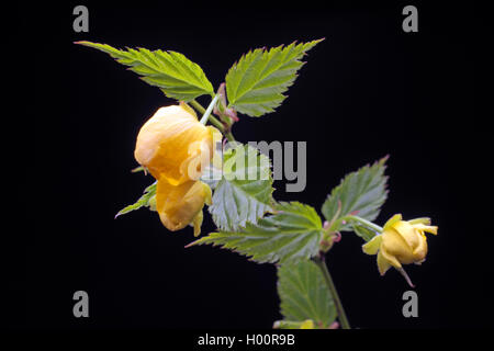 Rosa giapponese, Ebreo di Malva, ebrei malva (Kerria japonica), germogli su sfondo nero Foto Stock