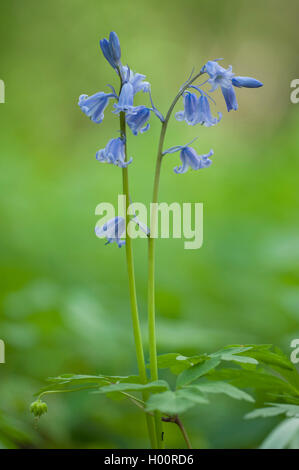 Spagnolo (Bluebell Hyacinthoides hispanica), fioritura Foto Stock