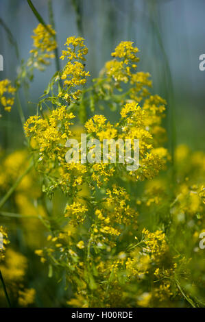 Essiccatore di guado (Isatis tinctoria), fioritura, Germania Foto Stock