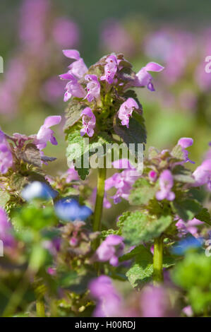 Red dead-ortica, viola deadnettle (Lamium purpureum), fioritura, Germania Foto Stock