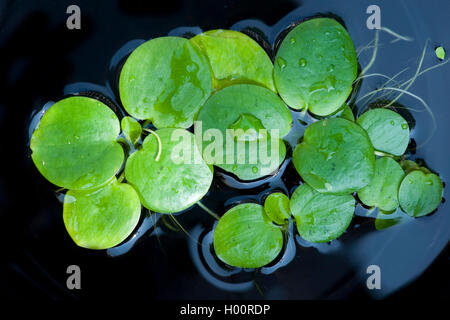 Amazon frogbit, Sud America frogbit (Limnobium stoloniferum, Limnobium laevigatum, Hydromystria stolonifera) Foto Stock