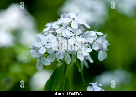 Perenne onestà (Lunaria rediviva), infiorescenza, Germania Foto Stock