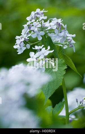 Perenne onestà (Lunaria rediviva), infiorescenza, Germania Foto Stock