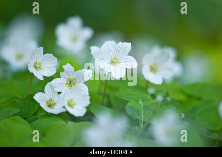 Comune acetosa in legno, legno-sorrel, irlandese shamrock (Oxalis acetosella), fioritura, Germania Foto Stock