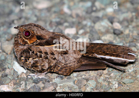 Comune (pauraque Nyctidromus albicollis), si siede sul terreno pietroso, Costa Rica Foto Stock