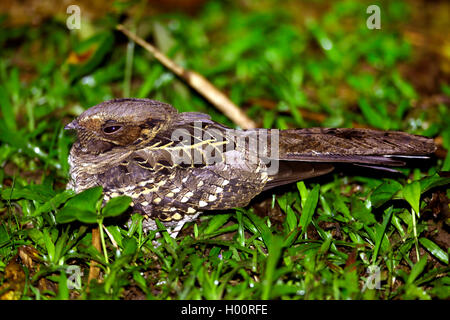 Comune (pauraque Nyctidromus albicollis), maschio, Costa Rica Foto Stock