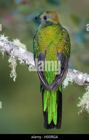 Risplendente quetzal (Pharomachrus mocinno), femmina, Costa Rica Foto Stock