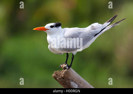 Royal tern (Thalasseus maximus, Sternea maxima), si siede su un palo di legno, Costa Rica Foto Stock