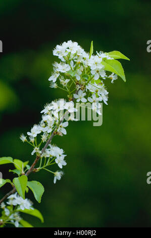 Profumato ciliegia, St Lucie ciliegia, amarene ciliegio (Prunus amarene, Cerasus amarene), fioritura, Germania Foto Stock