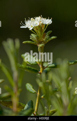 Il tè della Groenlandia, comune labrador tea (Ledum groenlandicum, rododendro groenlandicum), fioritura, Germania Foto Stock