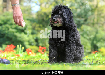 Razza cane (Canis lupus f. familiaris), sei anni poodle-bouvier razza dog sitter in un prato di fronte tulipani rossi, vista frontale, Germania Foto Stock