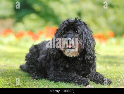 Razza cane (Canis lupus f. familiaris), sei anni poodle-bouvier razza cane giacente in un prato in un parco, Germania Foto Stock